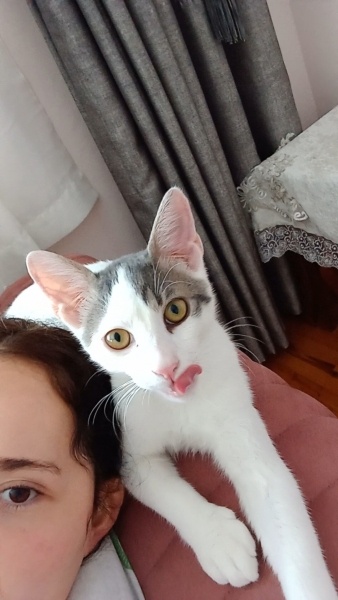 Tekir Kedi, Kedi  PAŞA fotoğrafı