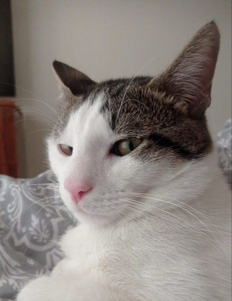 Tekir Kedi, Kedi  Reçel fotoğrafı