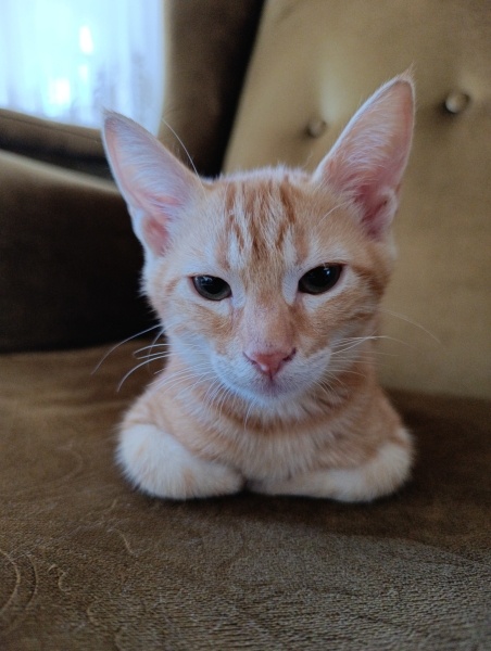 Sarman, Kedi  Balım fotoğrafı
