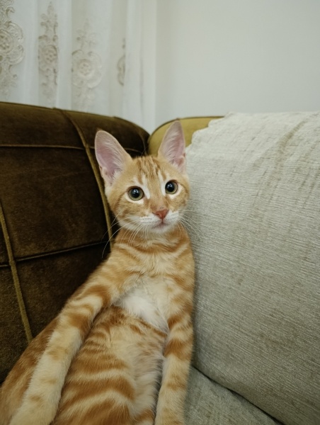 Sarman, Kedi  Balım fotoğrafı