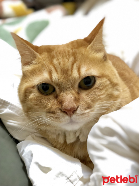 Tekir Kedi, Kedi  Samir fotoğrafı