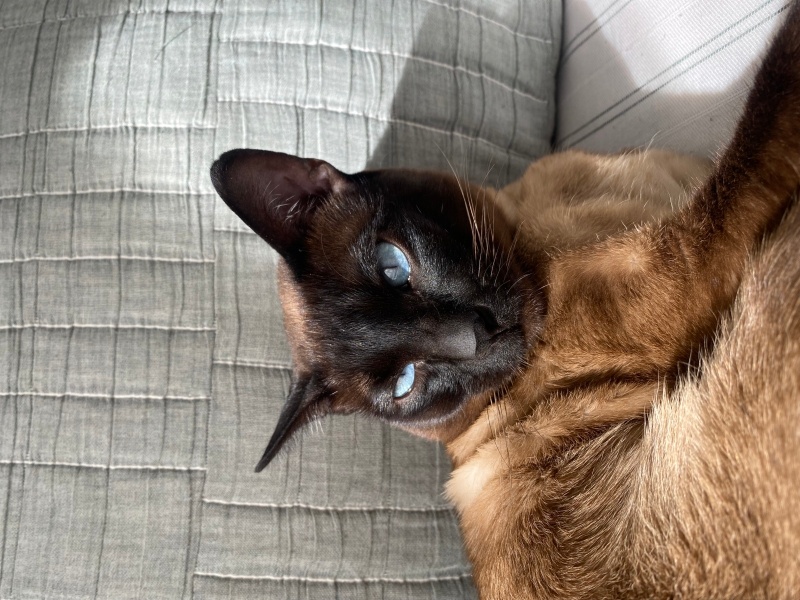 Siyam Kedisi, Kedi  Zeus fotoğrafı