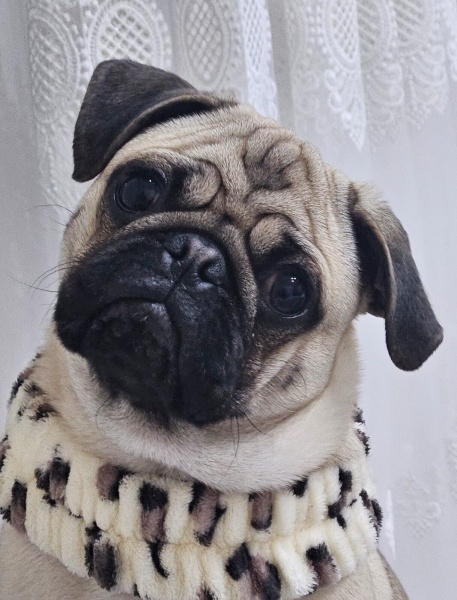 Pug, Köpek  ARCHİE fotoğrafı