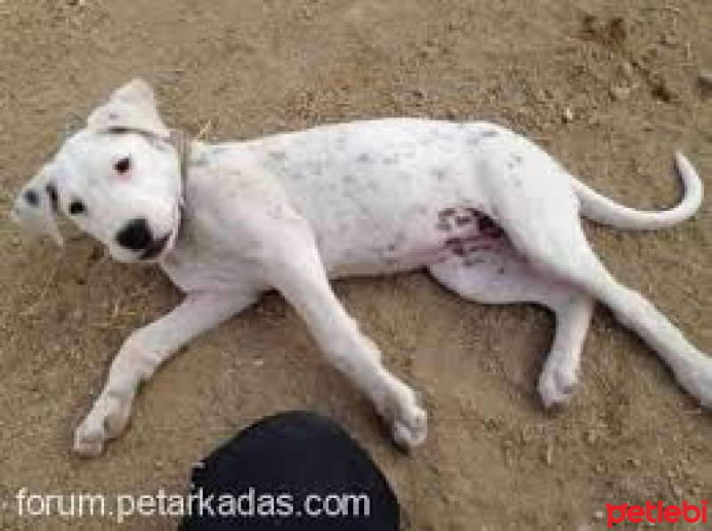 Dogo Arjantin, Köpek  Beyaz fotoğrafı