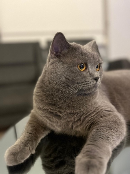 British Shorthair, Kedi  mars fotoğrafı