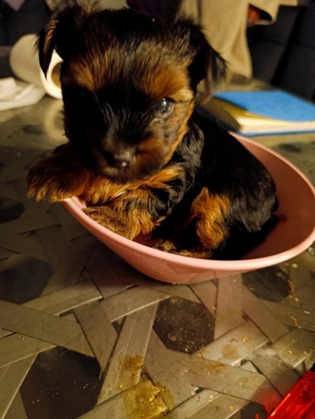 Tibet Terrieri, Köpek  Dobi fotoğrafı