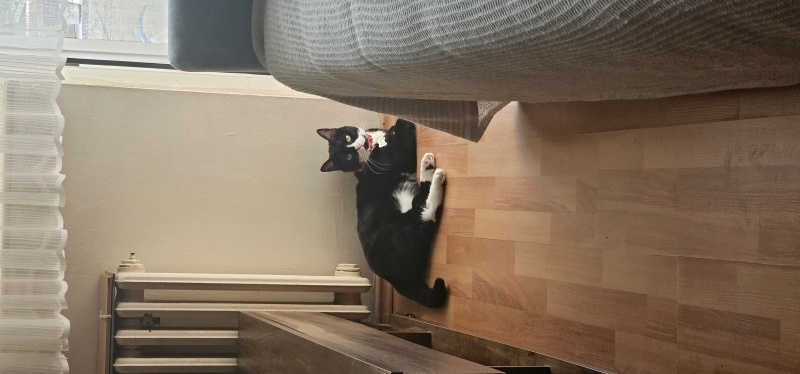 Tuxedo (Smokin) Kedi, Kedi  Zeytin fotoğrafı