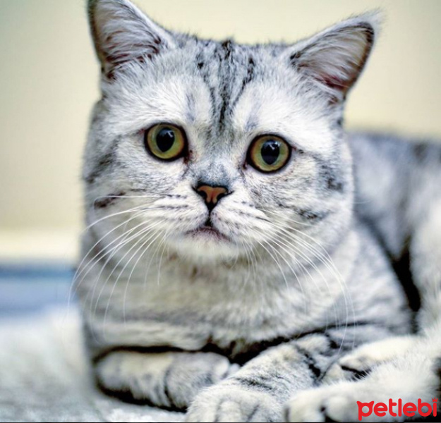 British Shorthair, Kedi  Gümüş fotoğrafı