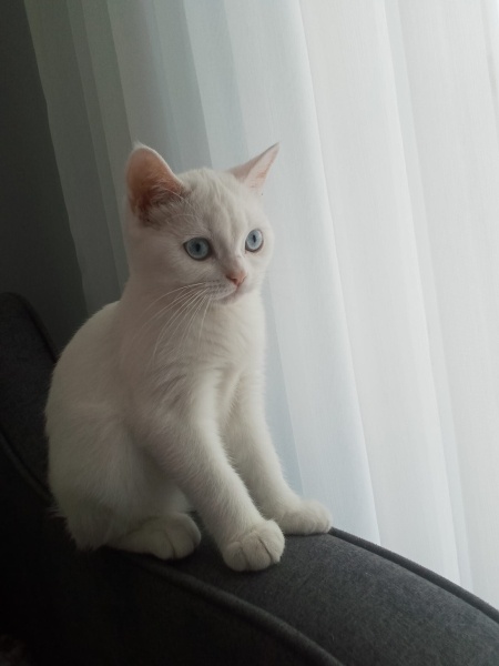 British Shorthair, Kedi  Sofia fotoğrafı