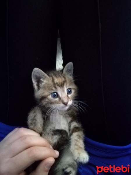 Tekir Kedi, Kedi  puf  fotoğrafı