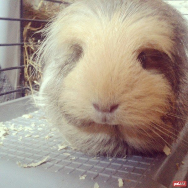 Guinea Pig, Kemirgen  Nimbus fotoğrafı