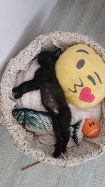 Bombay, Kedi  Şimal fotoğrafı