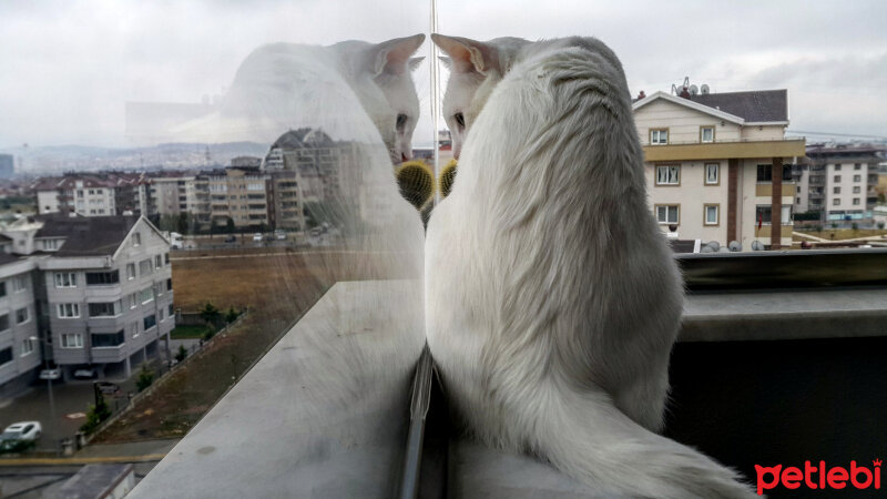 Ankara Kedisi, Kedi  Marko  fotoğrafı