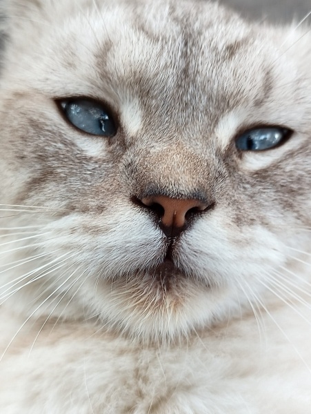 British Shorthair, Kedi  Felix! fotoğrafı