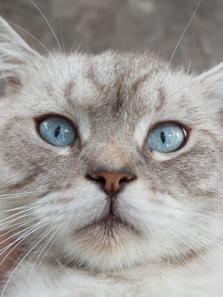 British Shorthair, Kedi  Felix! fotoğrafı