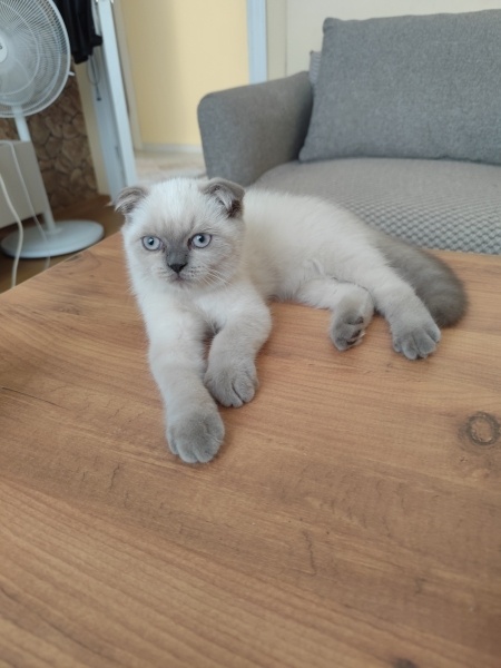 Scottish Fold, Kedi  Balım fotoğrafı