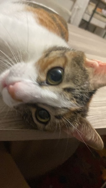 Tekir Kedi, Kedi  Lokum fotoğrafı