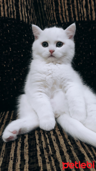 Scottish Fold, Kedi  Bulut fotoğrafı