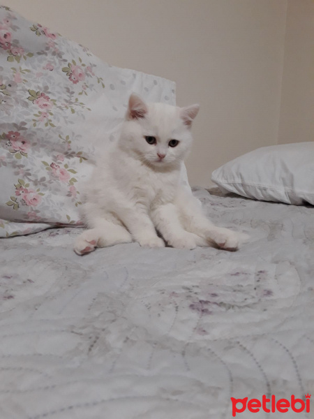 Scottish Fold, Kedi  Bulut fotoğrafı