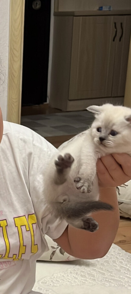 Scottish Fold, Kedi  Bubble-simba fotoğrafı