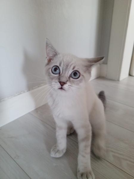 British Shorthair, Kedi  Yuki fotoğrafı
