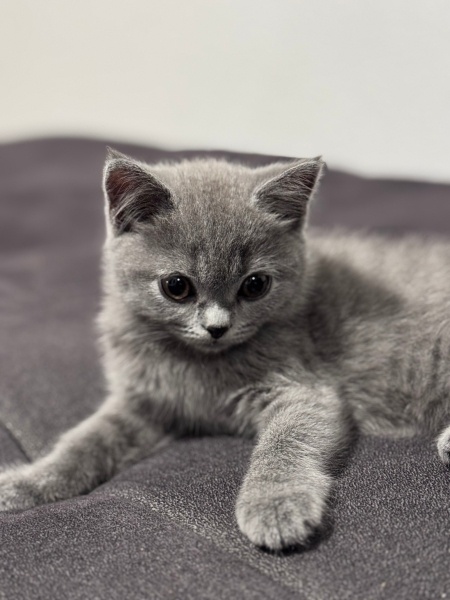 British Shorthair, Kedi  Müezza fotoğrafı