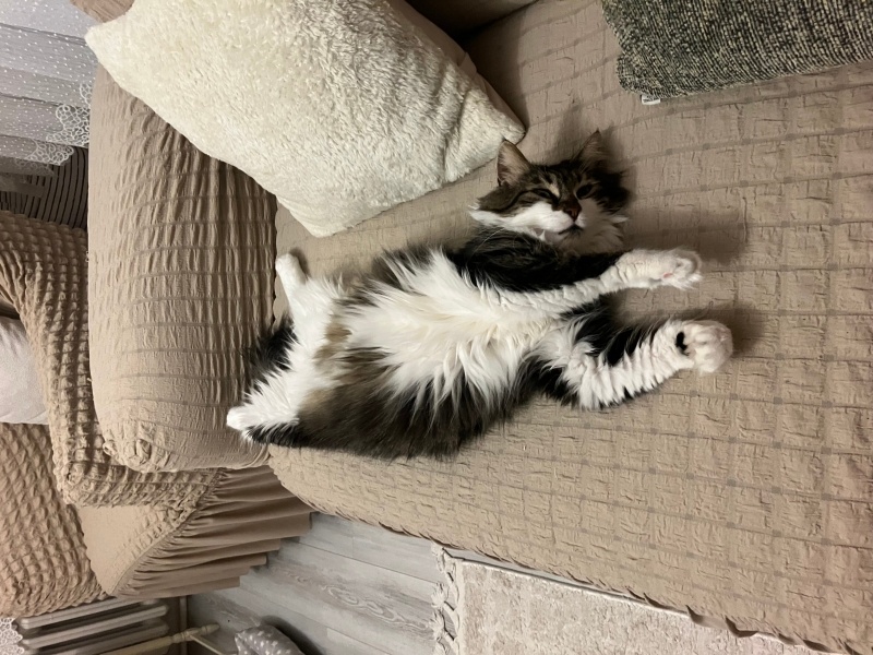 Norwegian Forest, Kedi  Leyla fotoğrafı