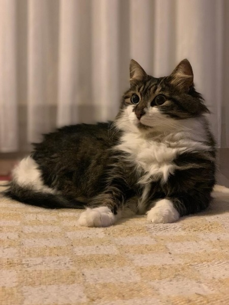 Norwegian Forest, Kedi  Leyla fotoğrafı