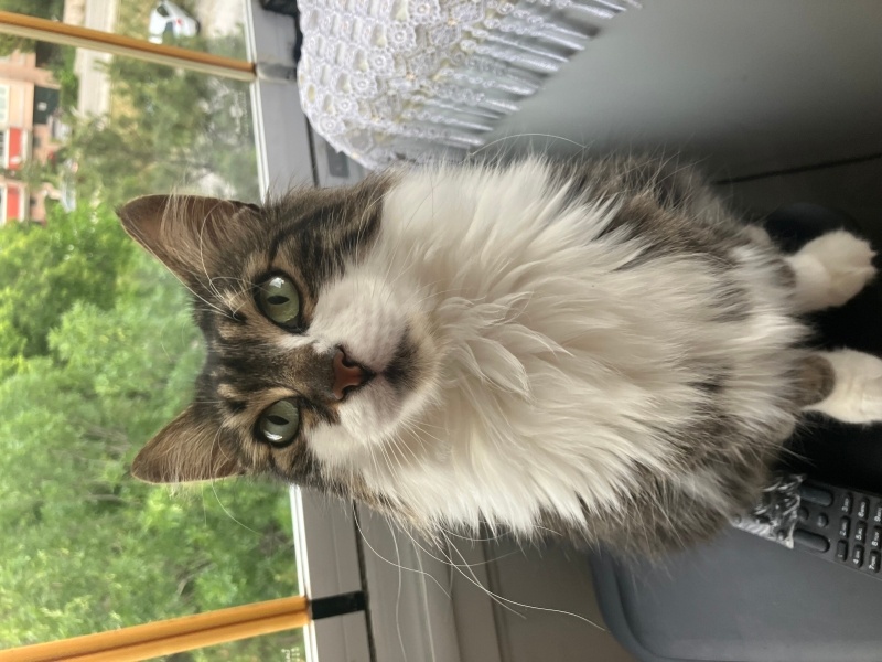 Norwegian Forest, Kedi  Leyla fotoğrafı