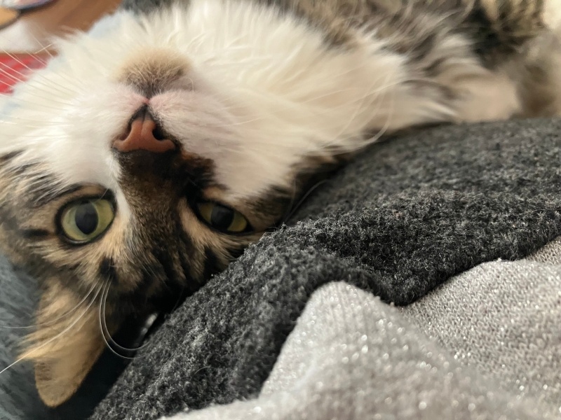 Norwegian Forest, Kedi  Leyla fotoğrafı