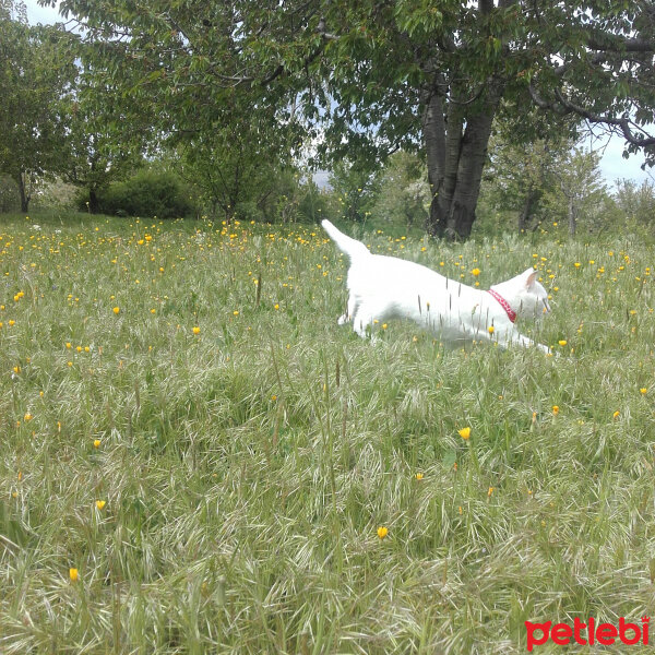 Van Kedisi, Kedi  Çolpan fotoğrafı