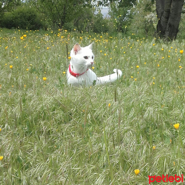 Van Kedisi, Kedi  Çolpan fotoğrafı