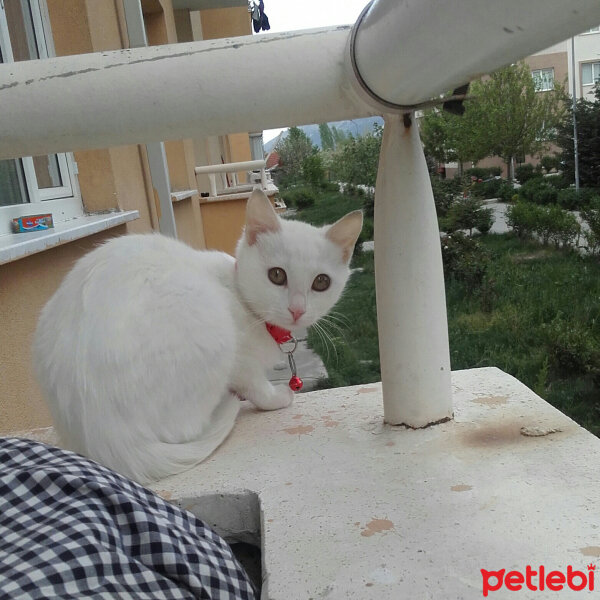 Van Kedisi, Kedi  Çolpan fotoğrafı