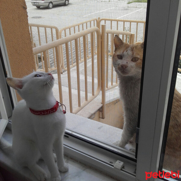 Van Kedisi, Kedi  Çolpan fotoğrafı