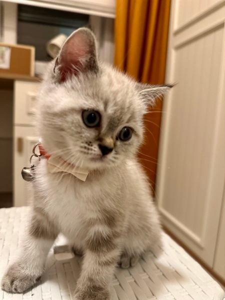 British Shorthair, Kedi  Mars fotoğrafı