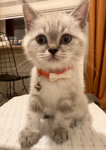 British Shorthair, Kedi  Mars fotoğrafı