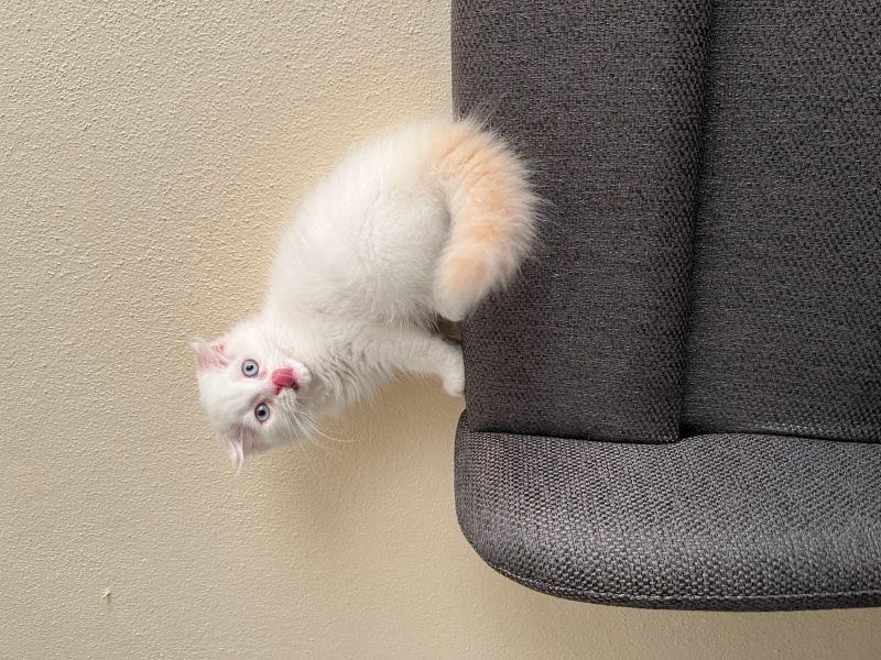 Scottish Fold, Kedi  Pamuk fotoğrafı