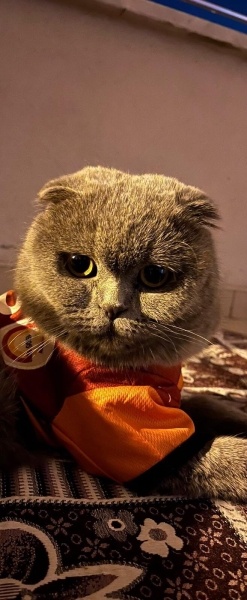 Scottish Fold, Kedi  Dora fotoğrafı