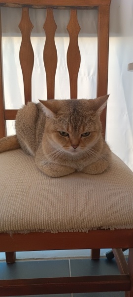 British Shorthair, Kedi  Nurçin fotoğrafı