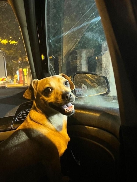 Jack Russell Terrier, Köpek  Maya fotoğrafı