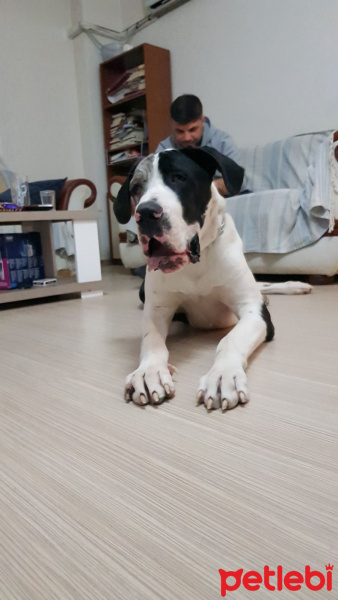 Great Dane (Danua), Köpek  Pars fotoğrafı