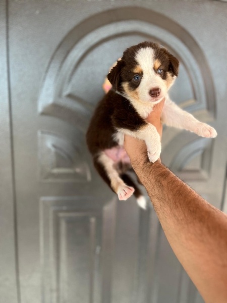 Border Collie, Köpek  ORTAK fotoğrafı