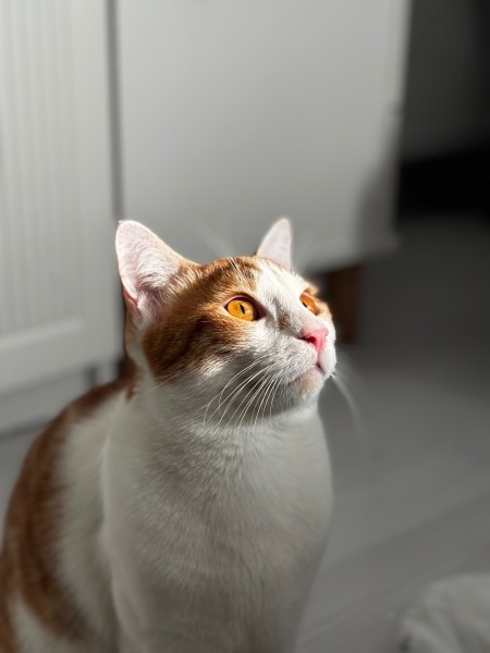 Sarman, Kedi  Ares fotoğrafı