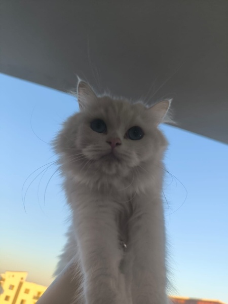 Chinchilla, Kedi  SÜTLAÇ fotoğrafı