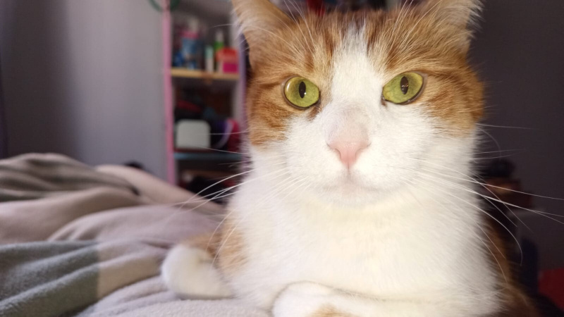 Sarman, Kedi  Köri fotoğrafı