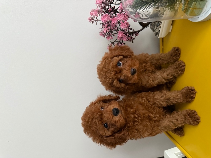 Poodle (Minyatür Kaniş), Köpek  Milka fotoğrafı