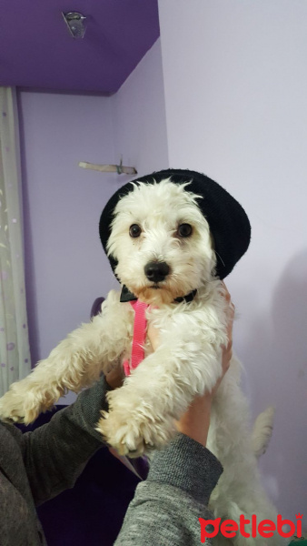 Maltese, Köpek  Meggy fotoğrafı