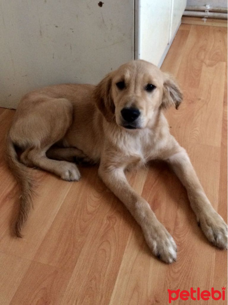 Golden Retriever, Köpek  harley fotoğrafı