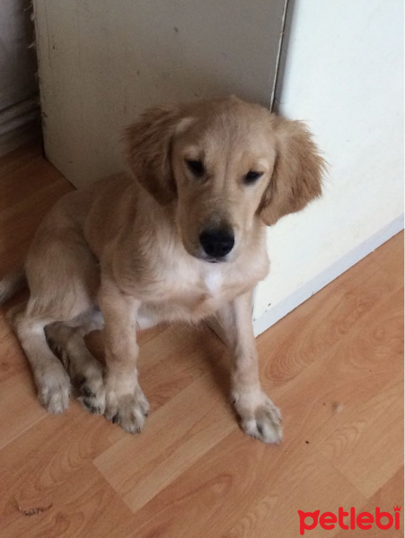 Golden Retriever, Köpek  harley fotoğrafı
