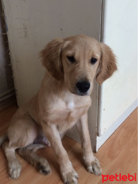 Golden Retriever, Köpek  harley fotoğrafı